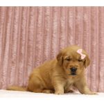 Rosalina - Image 6