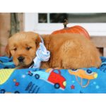Zeke - Image 8