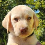 Toffee - Image 4