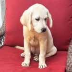 Lola - Image 4