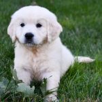 Bo
