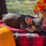 Otis - Image 6