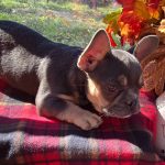 Otis - Image 2